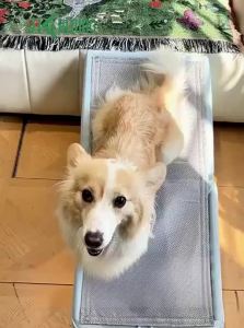 JKULNING | Foldable Anti-Slip Pet Staircase