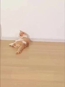 HELLOLEIBOO | Self-Entertainment Cat Teaser Ball Teeth Grinding Toy