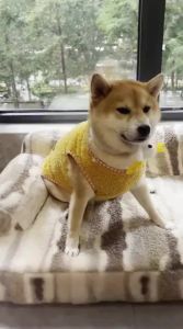 hipidog | Winter Pet Dog Vest