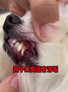 HIPIDOG | Tooth Cleaning Pet Set for Cats Dogs