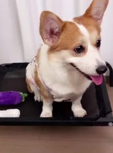 7o | Interactive Sound-Producing Durable Chewing Toy for Small to Medium Dogs
