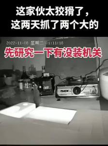MOMIAN | One-Way Mouse Trap with Spring Mechanism