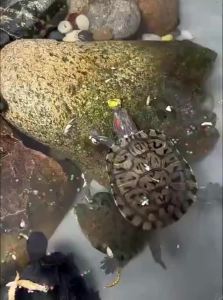 NAICHONG | Nutritious Frozen Meat and Dried Shrimp Turtle Food