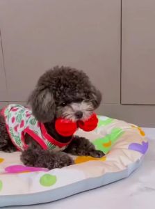 VOA | Dental Chewing Toy for Dogs - Rubber Sound-making