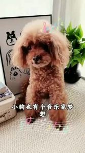 hipidog | Squeaky Hide and Seek Toy Intellectual Self-Entertainment Teething Dog Toy