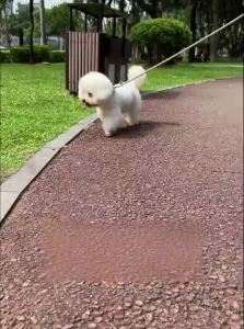 7o | Anti-burst & Anti-escape Dog Leash