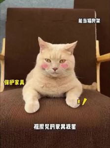 7o | Flexible Durable Cat Scratch Pad