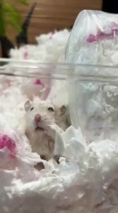 BUCATSTATE | Warm Winter Hamster Bedding 650g Large Capacity Soft Fluffy Paper Cotton Odor Resistant for Hamsters Golden Hamsters and Small Pets