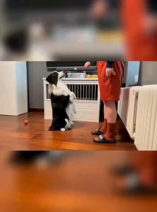 VOA | Pet Training Tool with Clicker Function