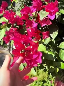 Bloom Promotion Fertilizer for Bougainvillea Compound NPK