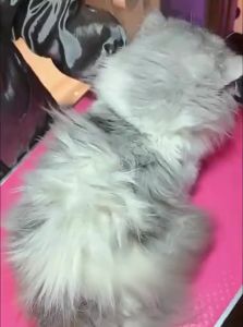VOA | Detangling & De-shedding Pet Brush