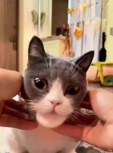 VOA | Entertainment Interactive Cat Collar
