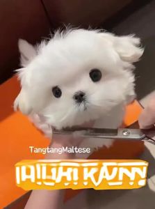 7o | Dog Grooming Scissors for Haircut