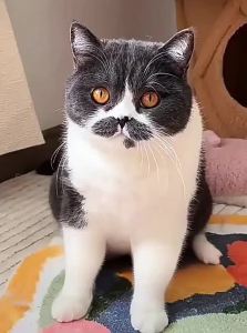 Jiaxun | Pet Anti-Scratch Nail Clippers