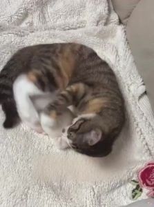 VOA | Silent Durable Cat Toy Wool Ball Teething Entertainment