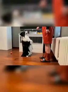 VOA | Pet Training Tool with Clicker Function