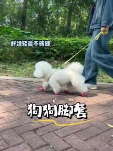 7o | Non-slip Waterproof Breathable Pet Shoes