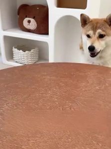 hipidog | Training Reward Chewy Snacks for Dogs Beef Flavor