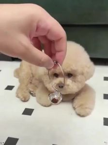 VOA | Pet Memorial Keepsake Hair Capsule Pendant