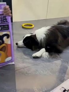 PET BEST | Pet Urine Absorption Pads