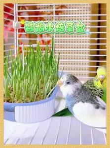 VOA | Bird Snack Vegetable Radish & Bean Sprouts Entertainment Food