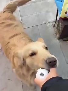 HOOPET | Chew-Resistant Dog Toy Ball Training