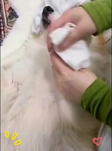 VOA | Moisturizing & Cleaning Pet Paw Foam