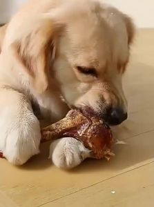 hipidog | Teeth Cleaning Training Rewards Dog Chews