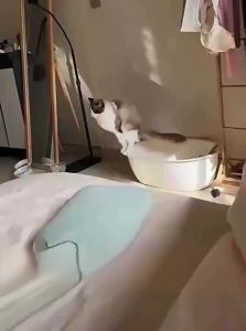 SHENJINGMAO | Odor-eliminating Dust-free Cat Litter