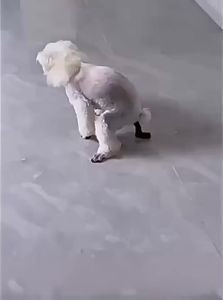 VOA | Potty Training Aid for Dogs
