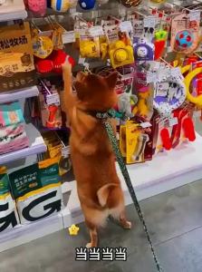 VOA | Durable Chew Toy Ball for Dogs