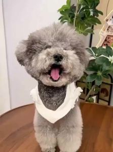 7o | Tooth Cleaning Pet Pen