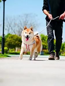 JIFANPAUL | Backless Harness Dog Leash for Small and Medium Dogs