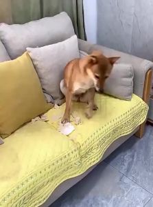 7o | Lightweight Training Dog Stick